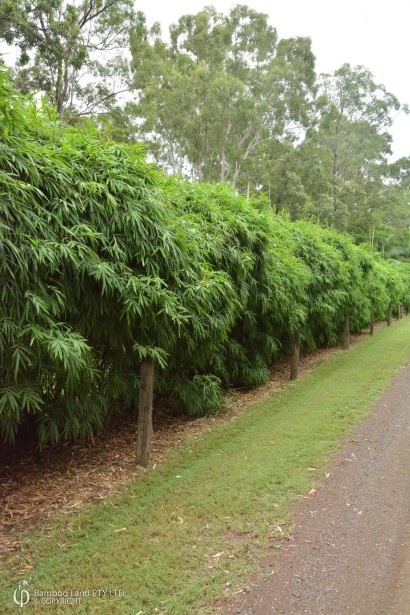 Бамбук черный